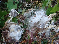 29 Shiawassee National Wildlife Refuge [2008 Nov 5]